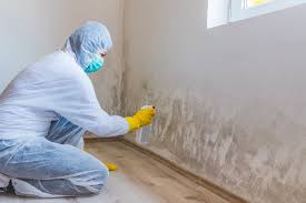 Best Mold Damage Restoration  in Santa Clara, CA