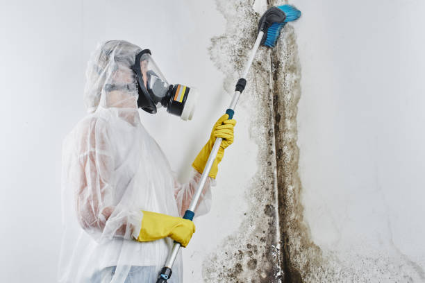 Best Water Damage & Mold Remediation  in Santa Clara, CA