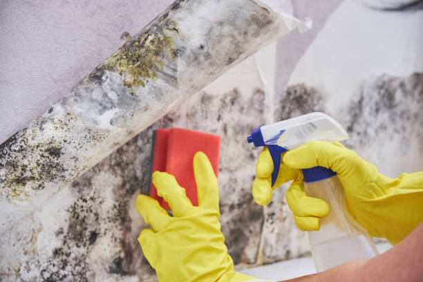 Best Emergency Mold Remediation  in Santa Clara, CA